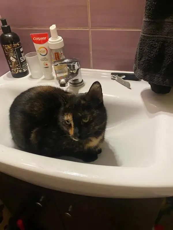 Zaginął kot, Wejherowo, Śmiechowo Południe, 9 lipca 2025 (1/2)