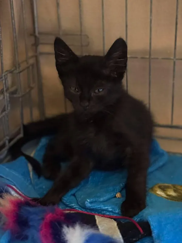 Znaleziono kota, Lublin, 4 lipca 2025