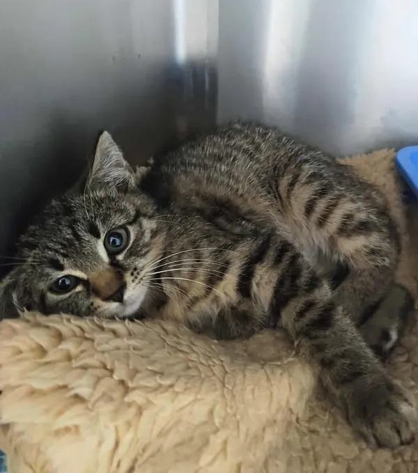 Znaleziono kota, Lublin, 4 lipca 2025