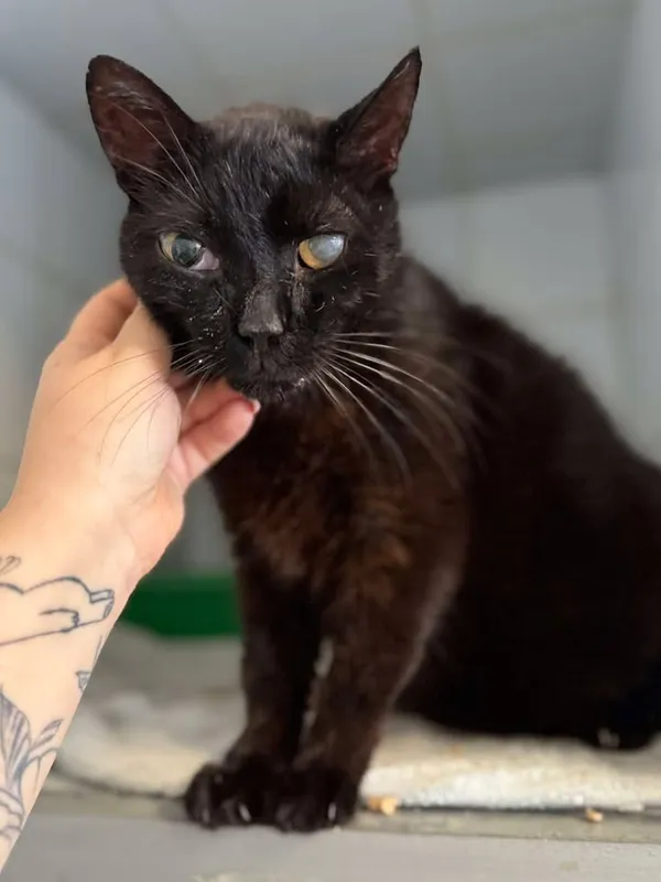 Znaleziono kota, Lublin, 5 lipca 2025