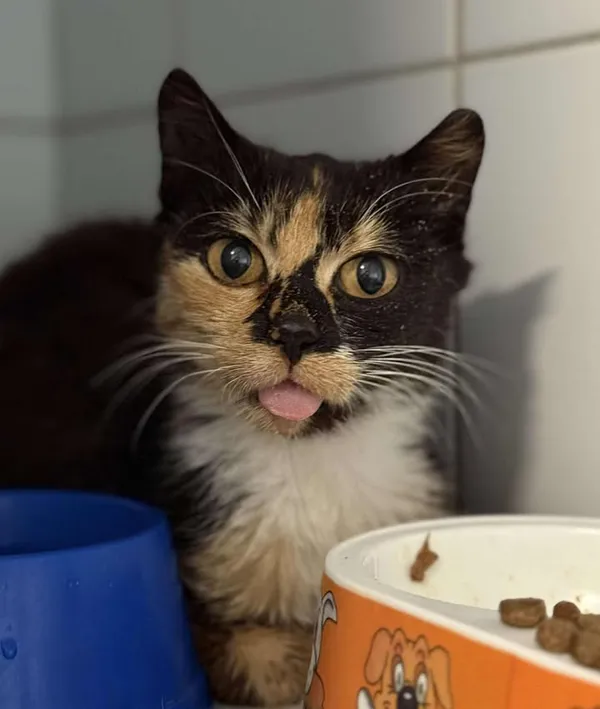 Znaleziono kota, Lublin, 7 lipca 2025