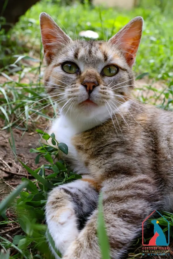 Kot do adopcji, Grudziądz, 16 czerwca 2025 (5/5)