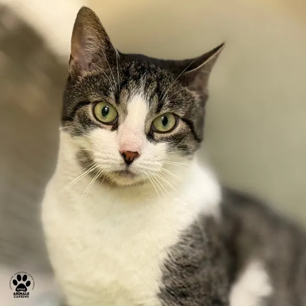 Kot do adopcji, Gdynia, 9 lipca 2025 (4/5)