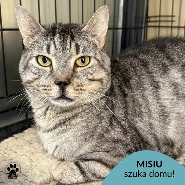 Kot do adopcji, Gdynia, 9 lipca 2025 (1/5)