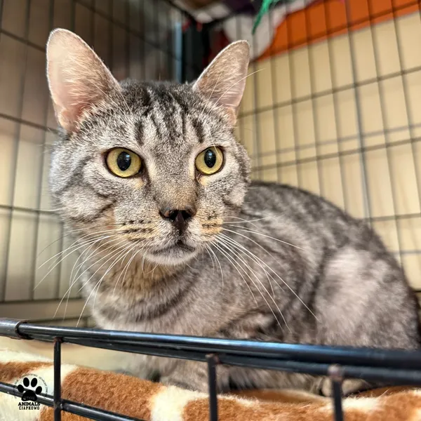 Kot do adopcji, Gdynia, 9 lipca 2025 (2/5)