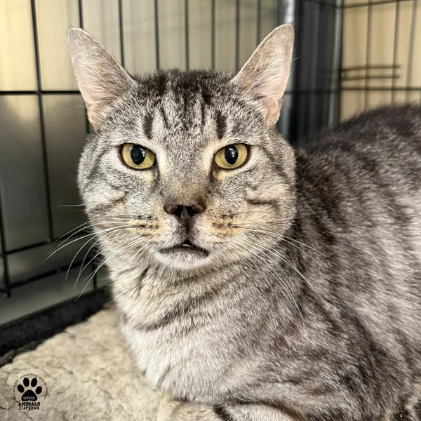 Kot do adopcji, Gdynia, 9 lipca 2025 (4/5)