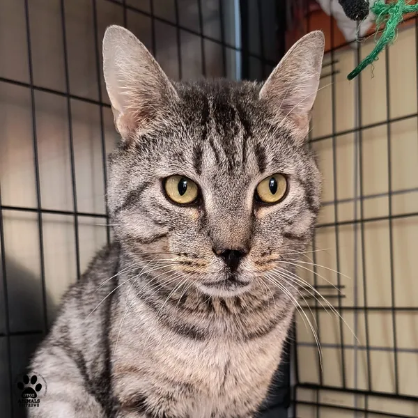 Kot do adopcji, Gdynia, 9 lipca 2025 (5/5)