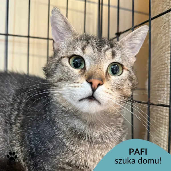 Kot do adopcji, Gdynia, 9 lipca 2025 (1/4)