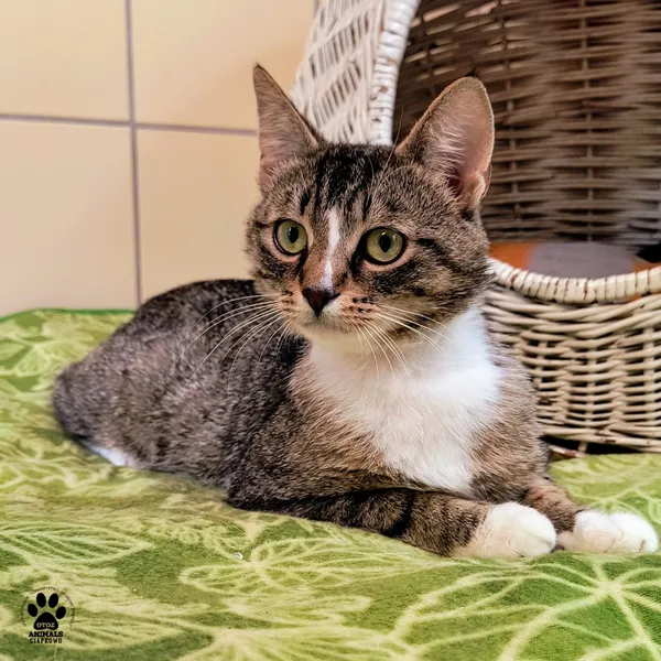 Kot do adopcji, Gdynia, 9 lipca 2025 (2/4)