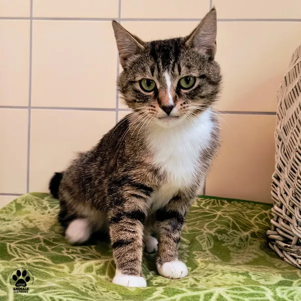 Kot do adopcji, Gdynia, 9 lipca 2025 (3/4)