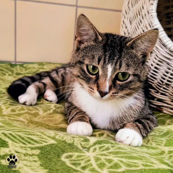 Kot do adopcji, Gdynia, 9 lipca 2025 (4/4)