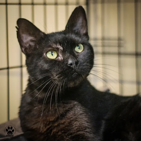 Kot do adopcji, Gdynia, 9 lipca 2025 (2/5)