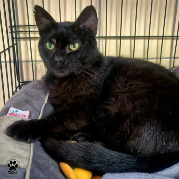 Kot do adopcji, Gdynia, 9 lipca 2025 (3/5)