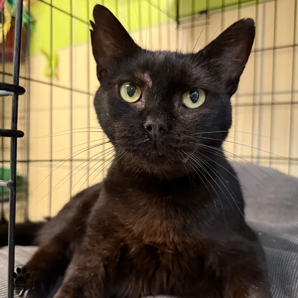 Kot do adopcji, Gdynia, 9 lipca 2025 (4/5)