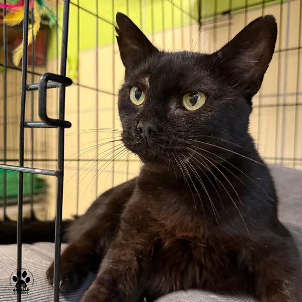 Kot do adopcji, Gdynia, 9 lipca 2025 (5/5)