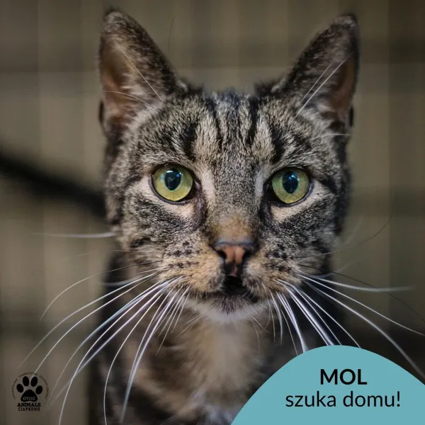 Kot do adopcji, Gdynia, 9 lipca 2025 (1/5)