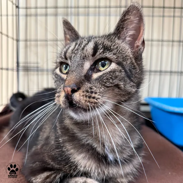 Kot do adopcji, Gdynia, 9 lipca 2025 (3/5)