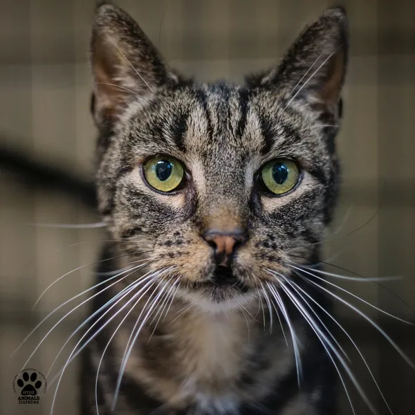 Kot do adopcji, Gdynia, 9 lipca 2025 (5/5)