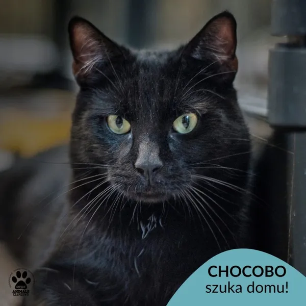 Kot do adopcji, Gdynia, 9 lipca 2025 (1/4)