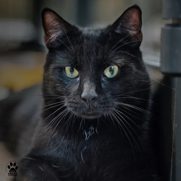 Kot do adopcji, Gdynia, 9 lipca 2025 (4/4)