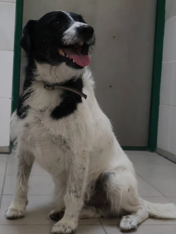 Znaleziono psa, Łódź, 9 sierpnia 2025 (2/2)