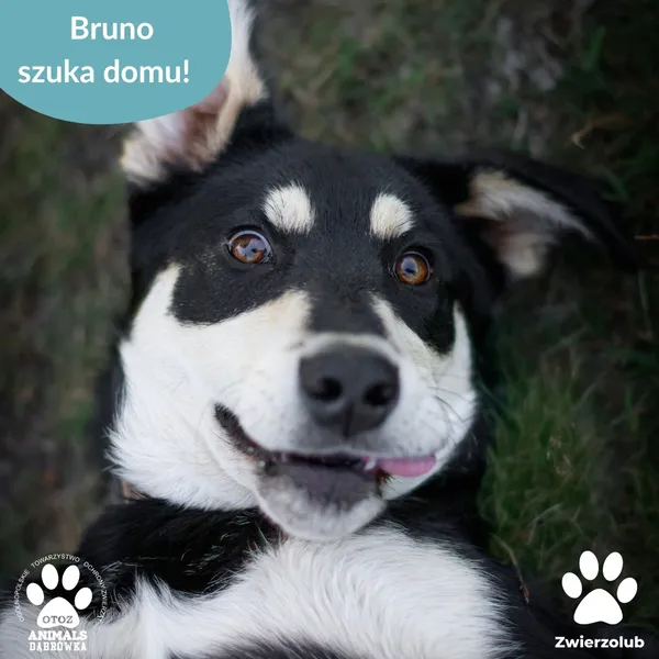 Pies do adopcji, Dąbrówka, 8 lipca 2025 (1/5)