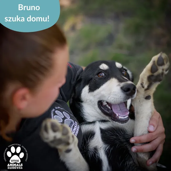 Pies do adopcji, Dąbrówka, 8 lipca 2025 (2/5)