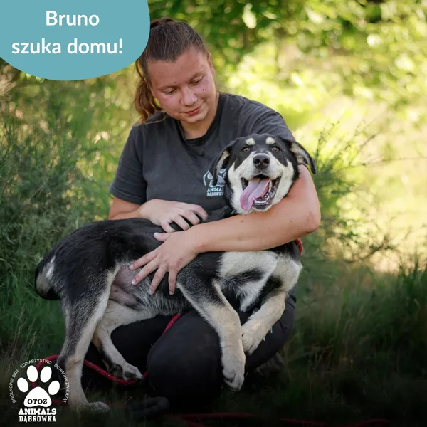 Pies do adopcji, Dąbrówka, 8 lipca 2025 (3/5)