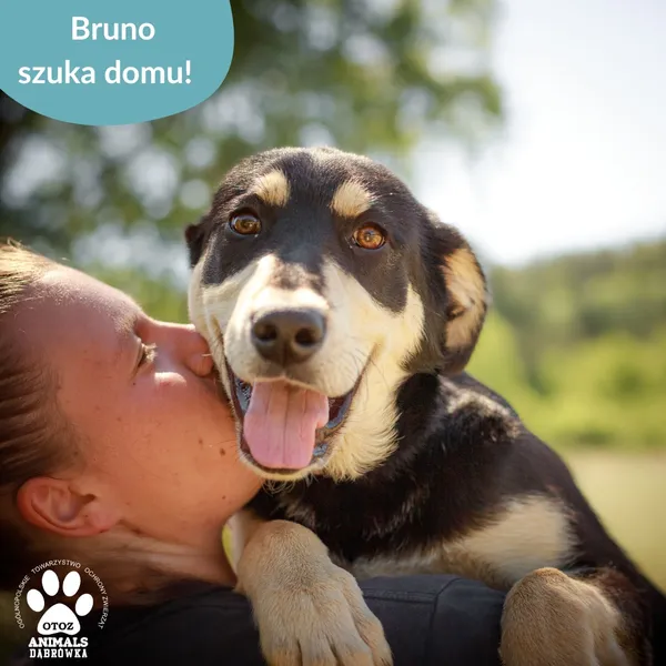 Pies do adopcji, Dąbrówka, 8 lipca 2025 (5/5)