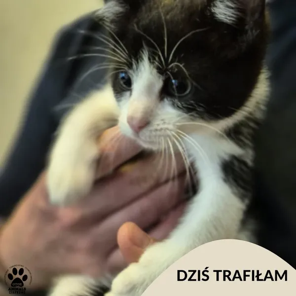 Znaleziono kota, Gdynia, 5 lipca 2025