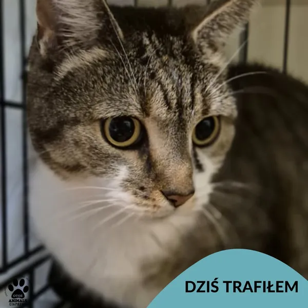 Znaleziono kota, Gdynia, 4 lipca 2025