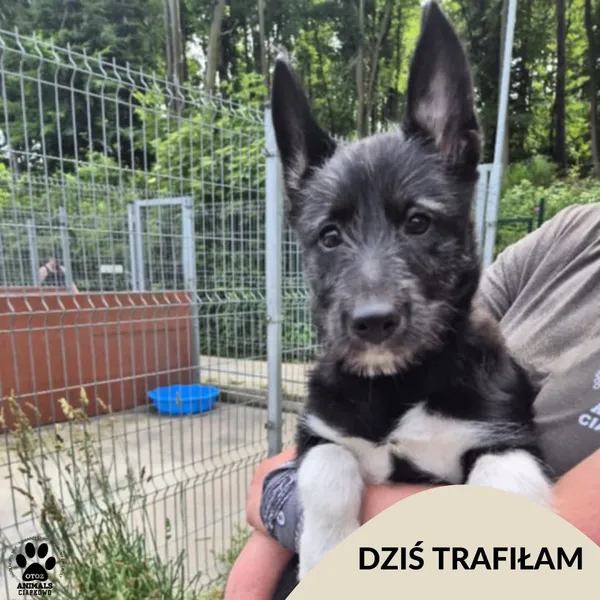 Znaleziono psa, Gdynia, 4 lipca 2025