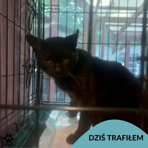 Znaleziono kota, Gdynia, 1 lipca 2025