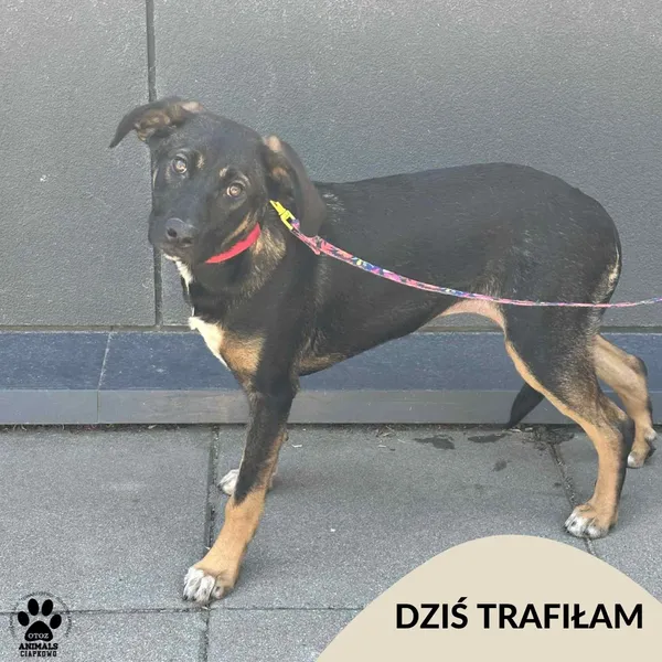 Znaleziono psa, Gdynia, 29 czerwca 2025