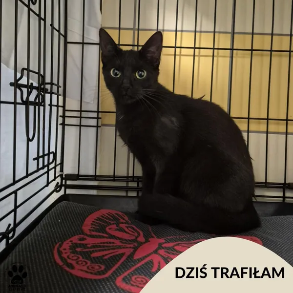 Znaleziono kota, Gdynia, 28 czerwca 2025