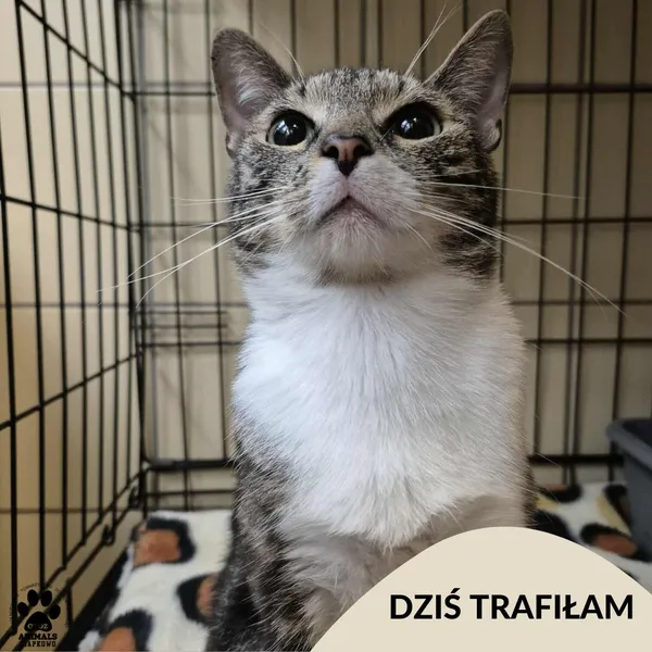 Znaleziono kota, Gdynia, 27 czerwca 2025