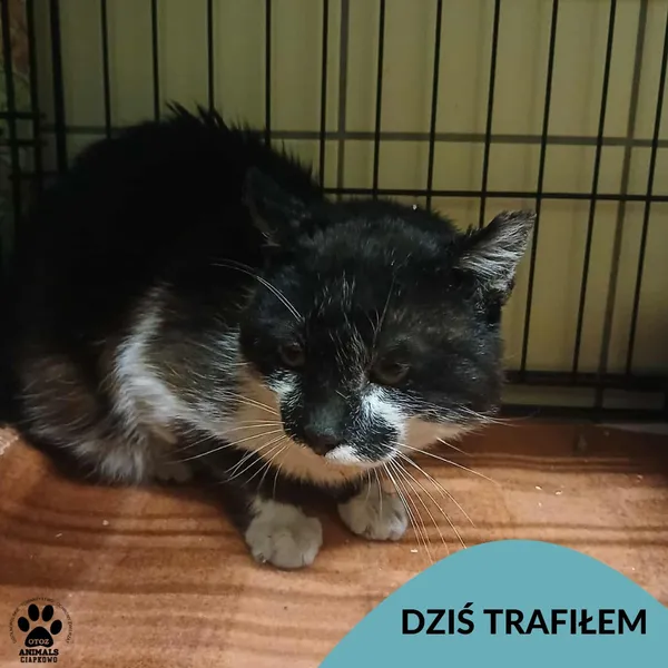 Znaleziono kota, Gdynia, 22 czerwca 2025