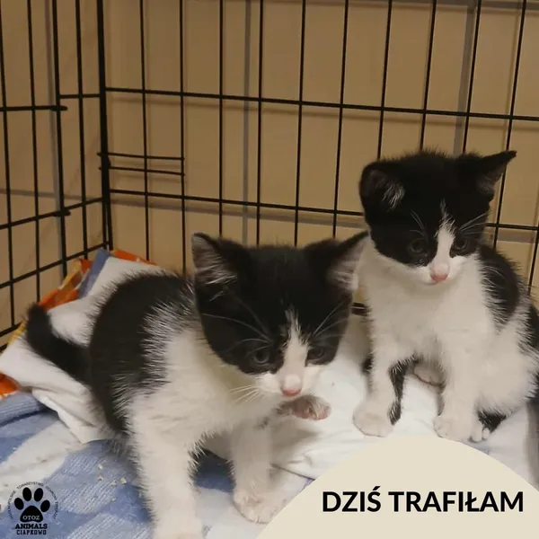 Znaleziono kota, Gdynia, 21 czerwca 2025