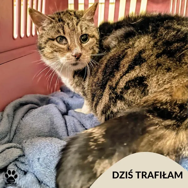 Znaleziono kota, Gdynia, 21 czerwca 2025