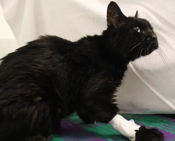 Znaleziono kota, Łódź, 9 lipca 2025 (1/2)