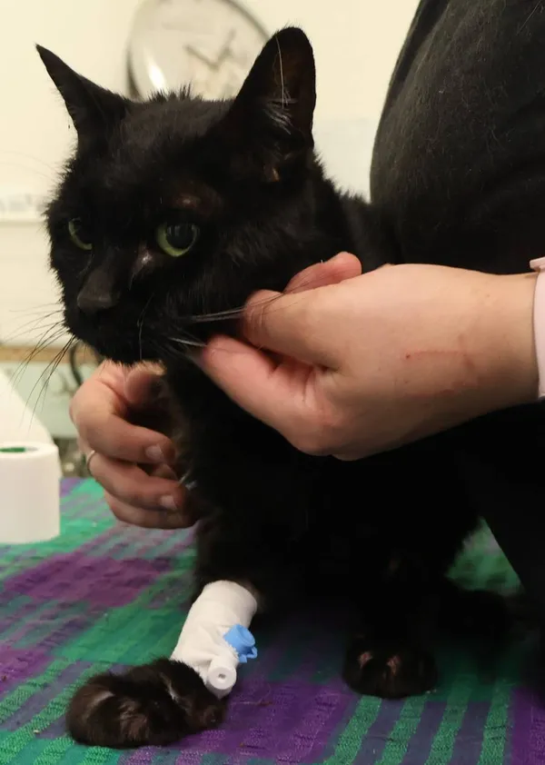 Znaleziono kota, Łódź, 9 lipca 2025 (2/2)