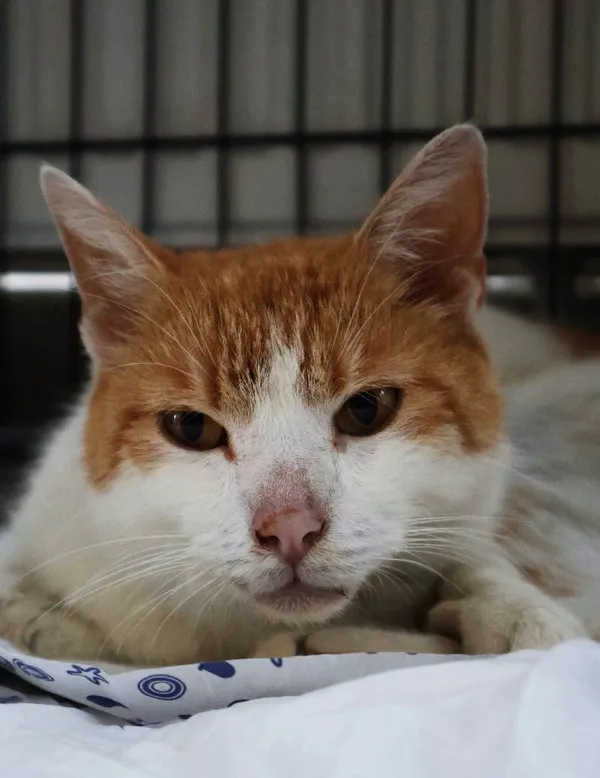 Znaleziono kota, Łódź, 9 lipca 2025 (4/5)