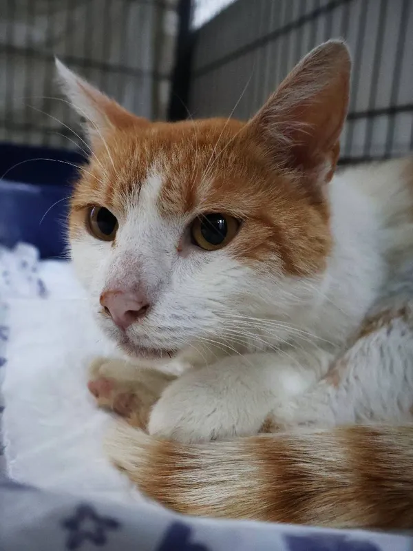 Znaleziono kota, Łódź, 9 lipca 2025 (5/5)