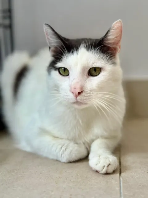 Kot do adopcji, Piła, 17 czerwca 2025