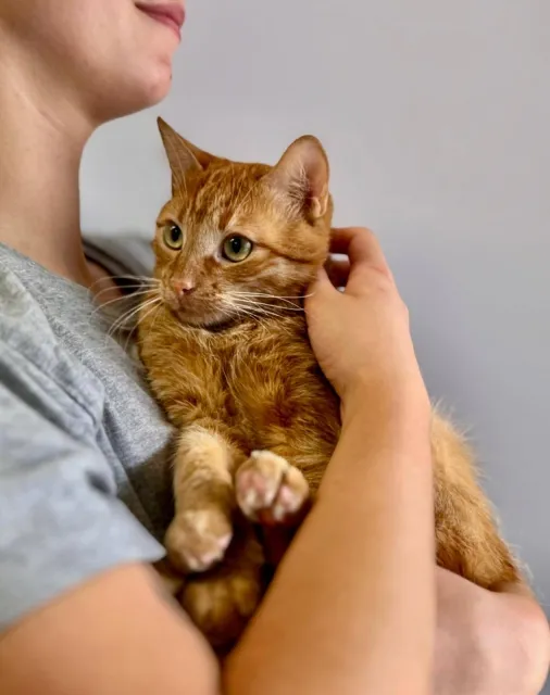 Kot do adopcji, Piła, 20 czerwca 2025 (3/4)