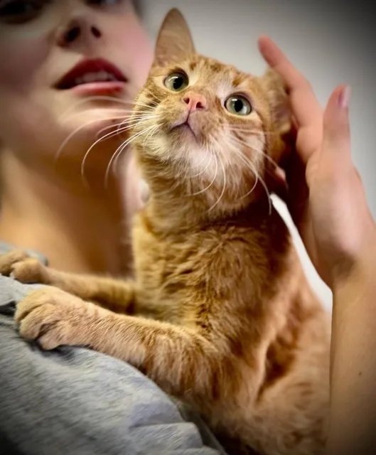 Kot do adopcji, Piła, 20 czerwca 2025 (4/4)