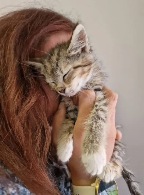 Kot do adopcji, Piła, 26 czerwca 2025 (3/5)