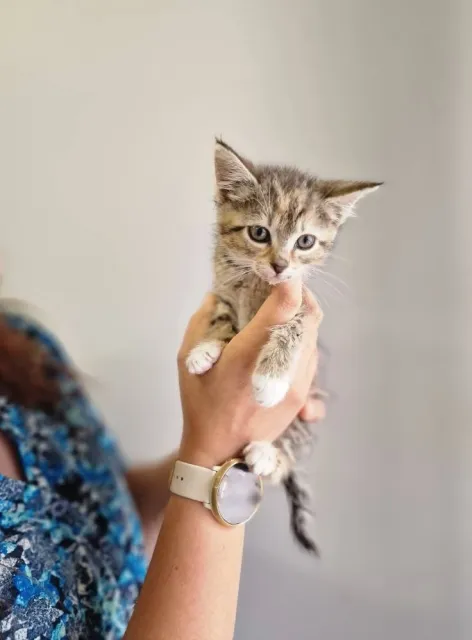 Kot do adopcji, Piła, 26 czerwca 2025 (4/5)