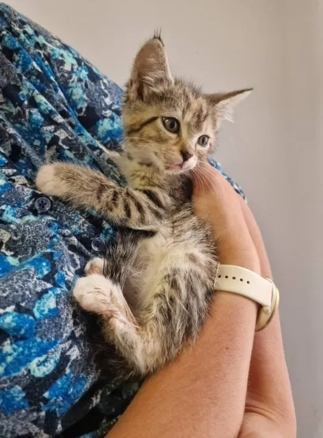 Kot do adopcji, Piła, 26 czerwca 2025 (5/5)