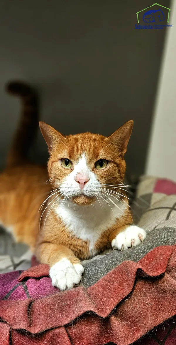 Znaleziono kota, Szczecin, 8 lipca 2025 (1/2)